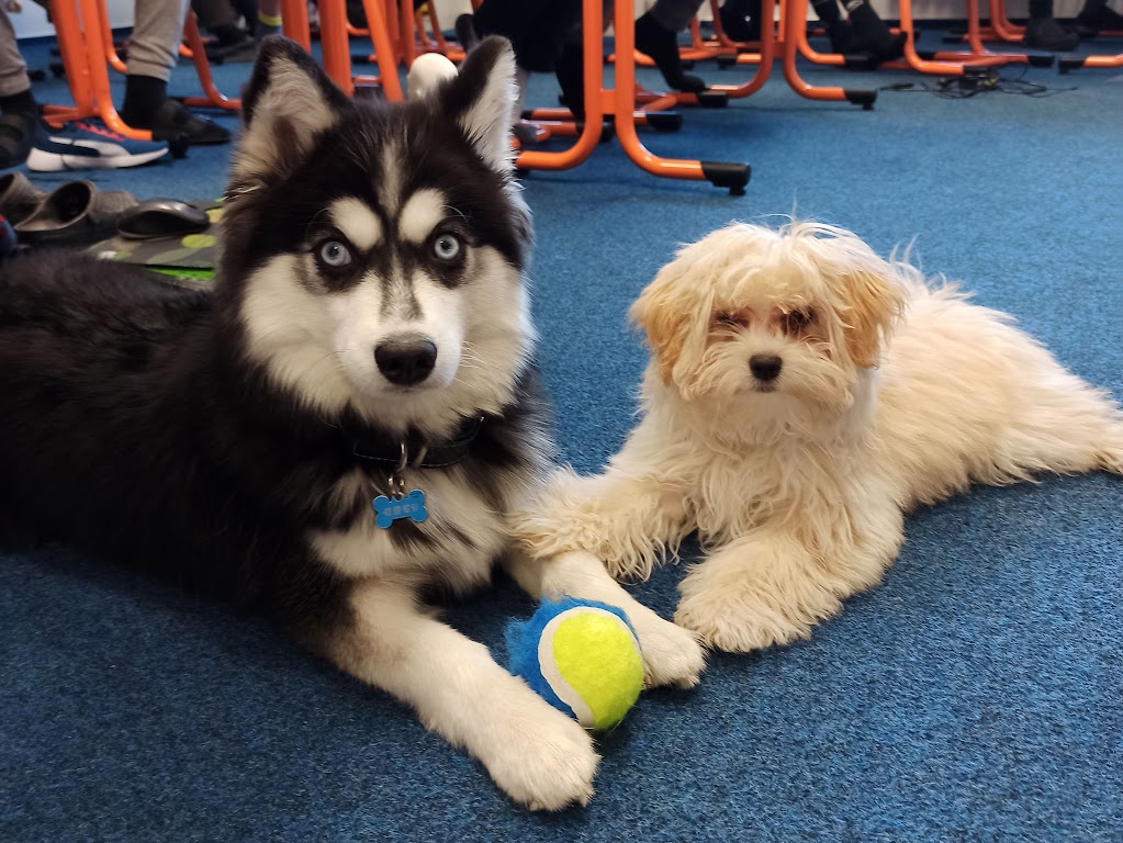 Nanook (pes Pavly) a Berry (fenka Janči a Mařenky)